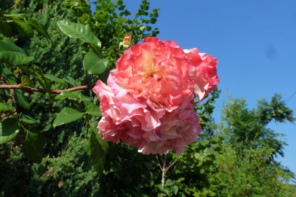 7-be-drsueden-p1070151-rose-fotovf676A5E20-B2C0-BCB7-59EC-E5F87BBE1251.jpg