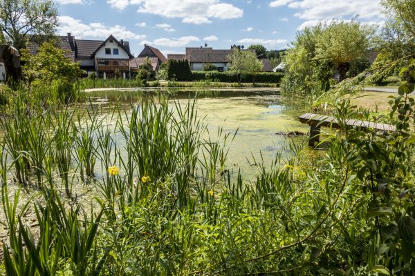 20200601-wolfgang-ende-dorfweiher-ottenhof-naturkundlicherF9A41D26-D98B-0027-A8A1-DB288601C35F.jpg