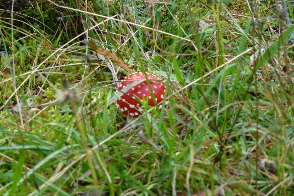 fliegenpilz-fotovf5E26B29D-34CD-FA02-F967-EC84E2F8CB7A.jpg